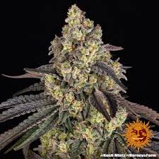 (image for) BULK Seeds - Kush Mints - Barneys Farm